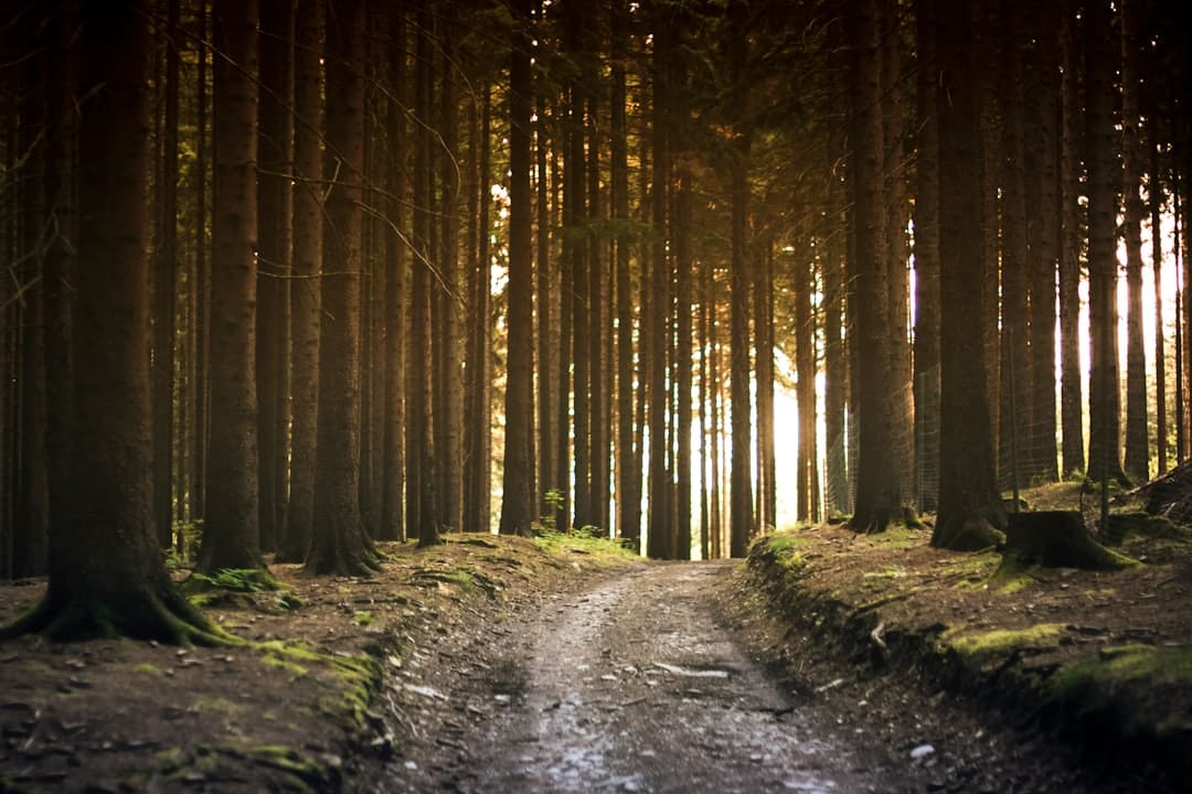 découvrez des promenades en pleine nature pour vous ressourcer et explorer des paysages magnifiques. parfait pour les amoureux de la biodiversité et les amateurs d'aventure en plein air.