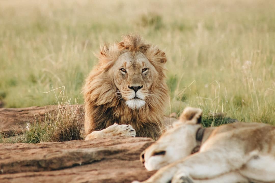 découvrez l'aventure ultime avec notre guide complet sur les safaris ! explorez des paysages sauvages, observez la faune exceptionnelle et vivez des expériences inoubliables au cœur des parcs nationaux. partez à la rencontre des animaux emblématiques et plongez dans la nature lors de votre prochain safari.